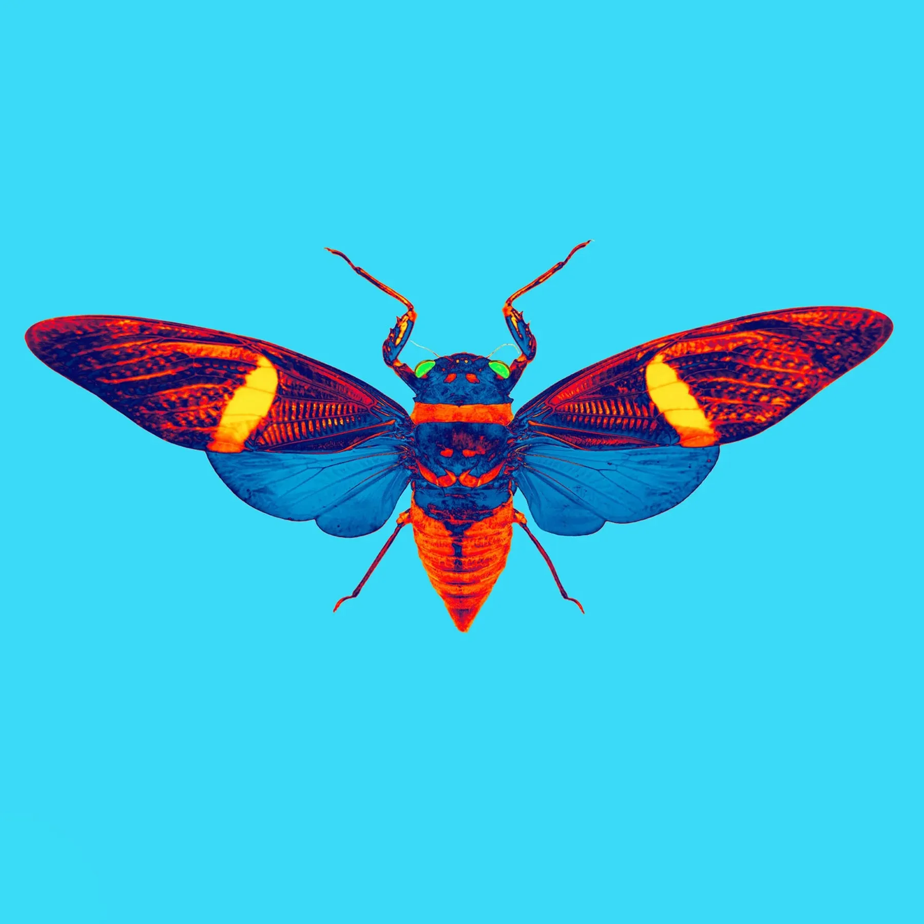 J&J Photo Art - Pumkin Cicada